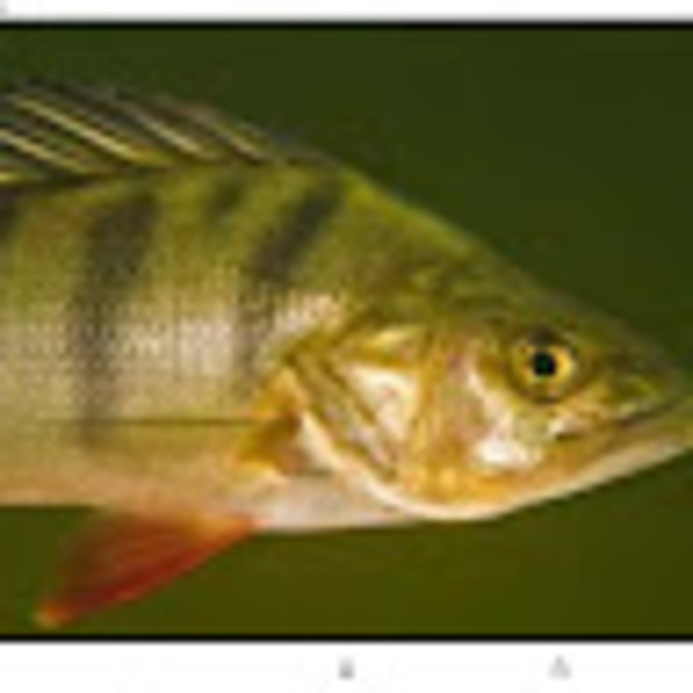 Meet your Posher, Toiletfish